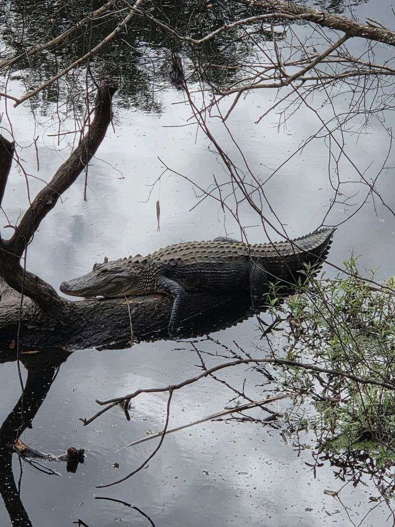 Family Adventure Awaits Along Florida'S Easy Lockwood To Barr Waterfall Trail - Decor Hint Wildlife Along Every Bend