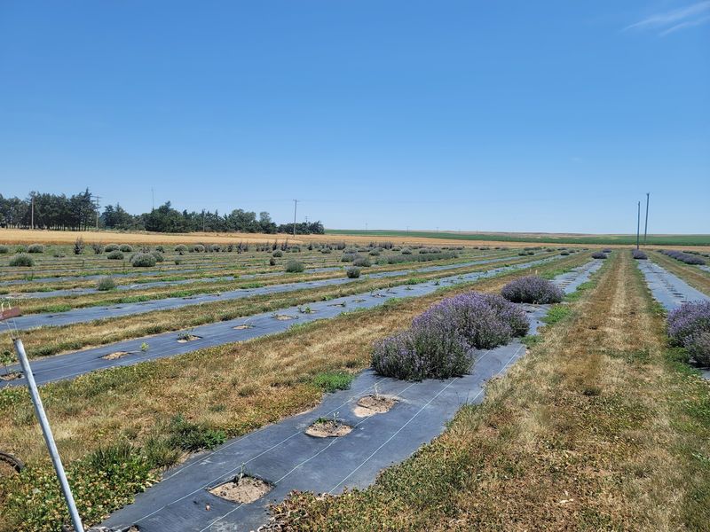 Hand Weeding, Drip Lines, and No Pesticides
