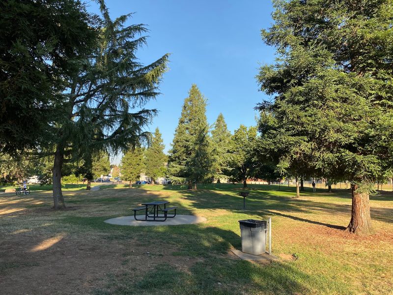 12 California Counties Seeing A Massive Spike In Black Bear Sightings This Fall - Decor Hint Placer County: Bears Roaming The Western Neighborhoods