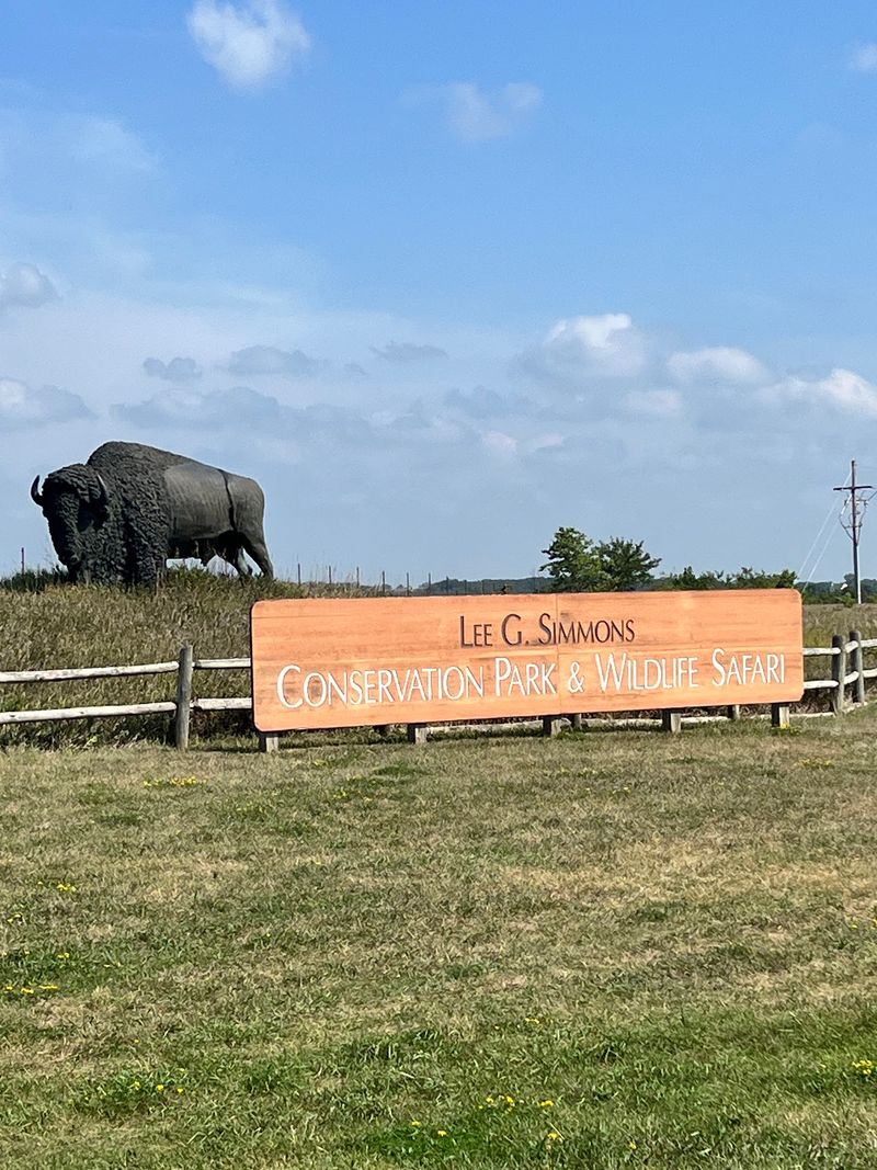 Bison That Walk Right Up to the Car