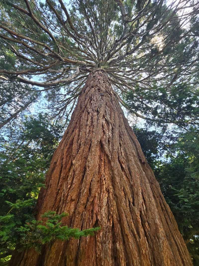 This Rhode Island Estate Offers A Peaceful Afternoon Of Gardens, History, And Bay Views - Decor Hint Giant Trees And Rare Specimens