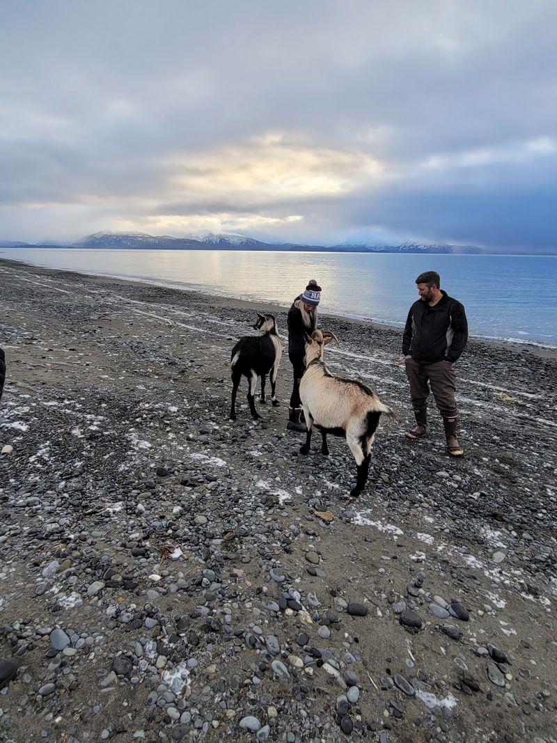 Most Visitors Avoid This Alaska Beach In Fall, But Locals Know It's Perfect For Tidepooling - Decor Hint Look Beyond The Rocks