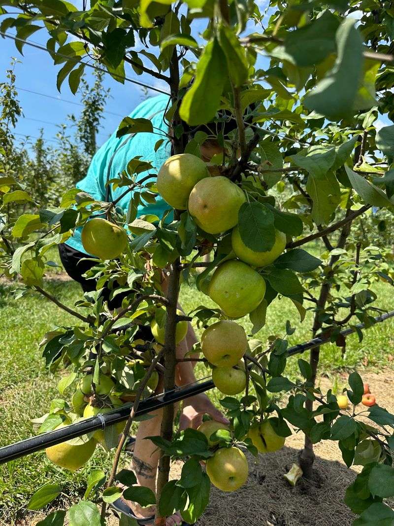 Eckert's Orchard