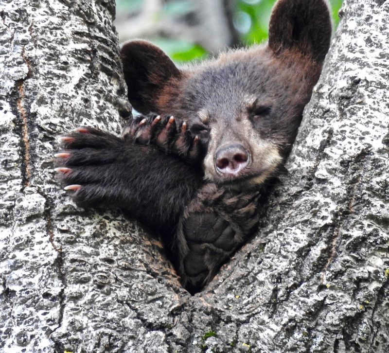 Cubs, Yearlings, And Hierarchies