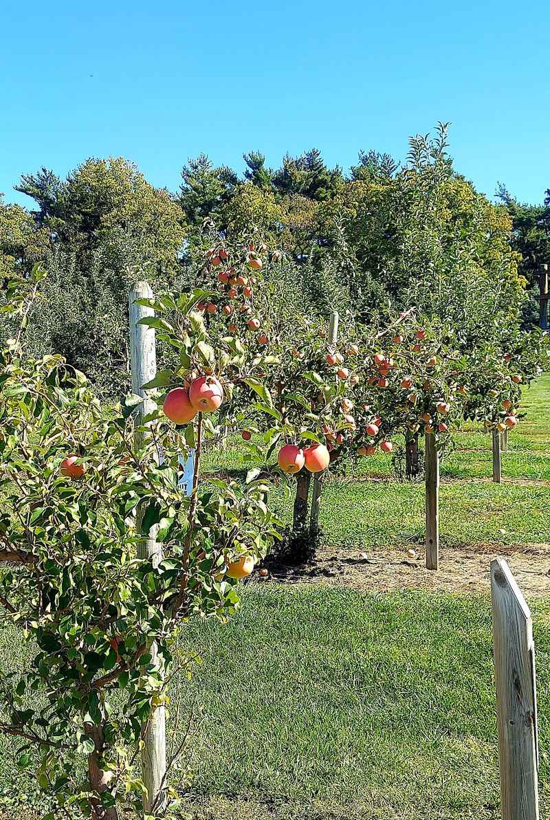 Every Fall Thousands Of Visitors Gather At This Nebraska Orchard For Cider Made From Its Own Apples - Decor Hint An Orchard Farm at the Edge of Nebraska City