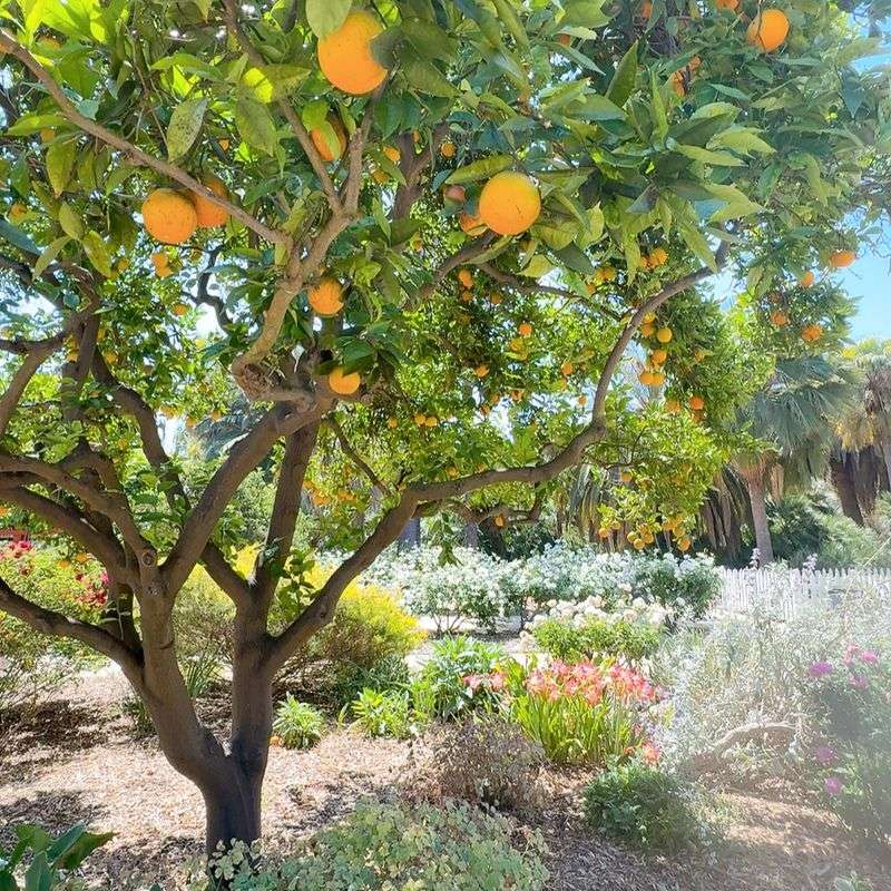 See A Nationally Recognized Citrus Collection
