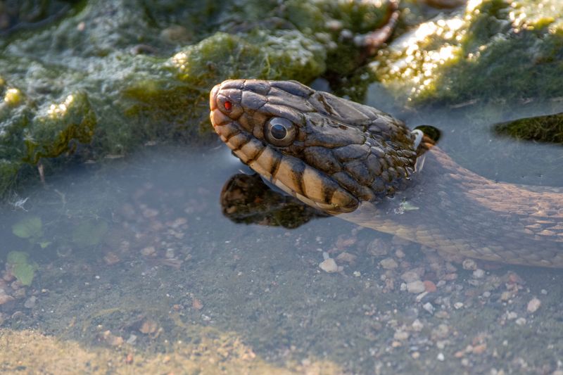 Know Which Snakes Are Common Around The Water