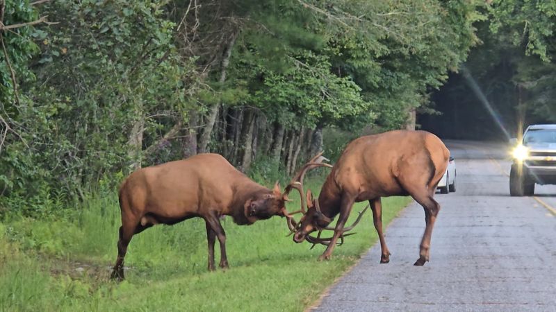 Prepare For The Winding Drive Into This Remote Corner Of The Smokies
