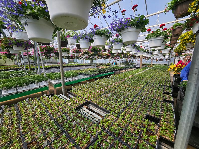 Bedding Plants Give Gardeners Plenty To Browse Before Planting Season