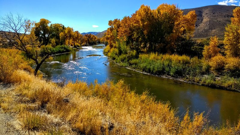 This Lesser-Known California Mountain Town Explodes With Fall Color Before Most People Expect - Decor Hint Golden Cottonwoods Brighten Markleeville Creek