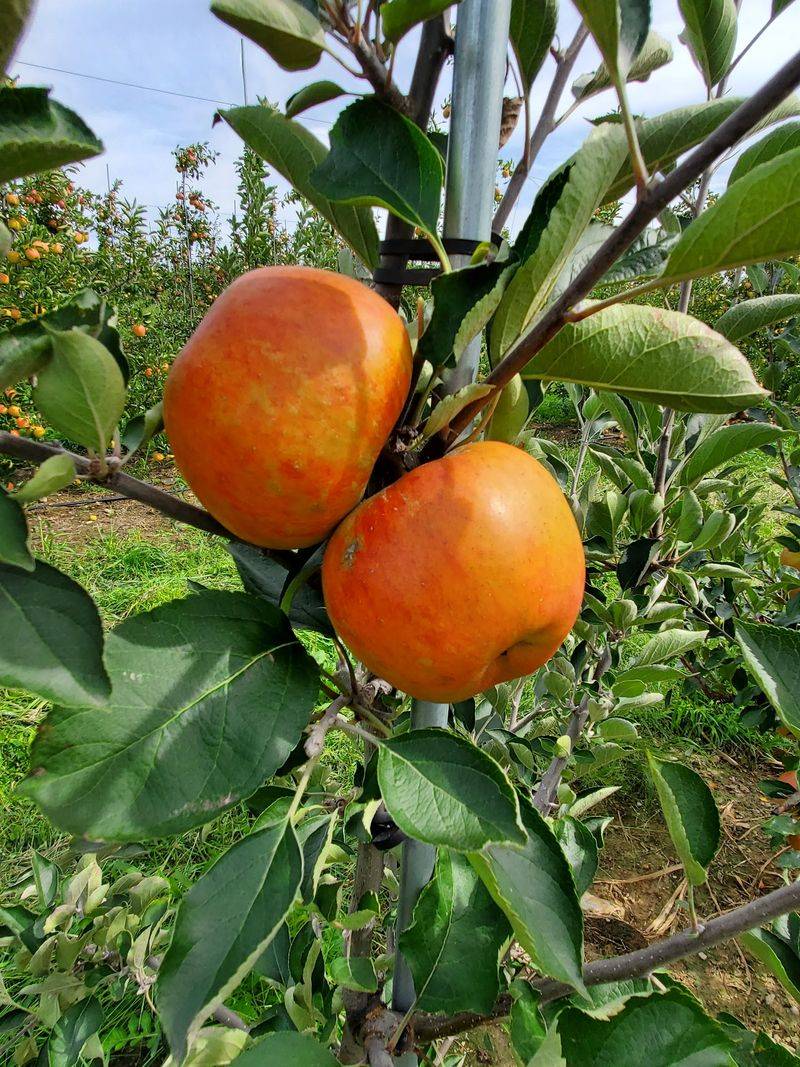Lesser-Known Fruit Rewards Curious Apple Fans