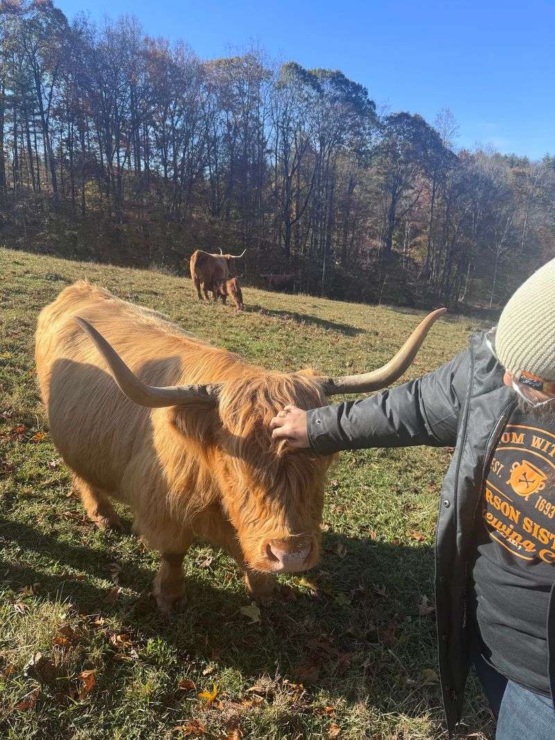 This North Carolina Farm Lets You Cuddle Fluffy Highland Cows For A Gentle Fall Escape - Decor Hint Why A Quiet Afternoon With Highland Cows Feels Like The Ultimate Reset