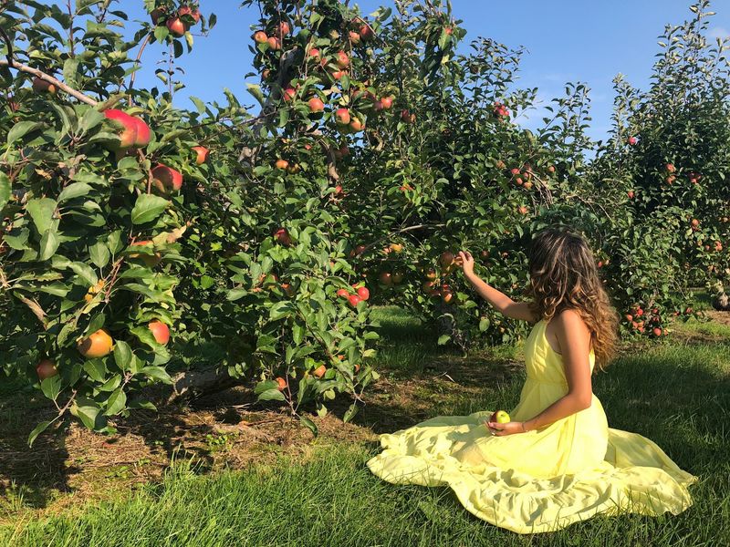 Apple Picking Keeps The Orchard Busy Each Autumn