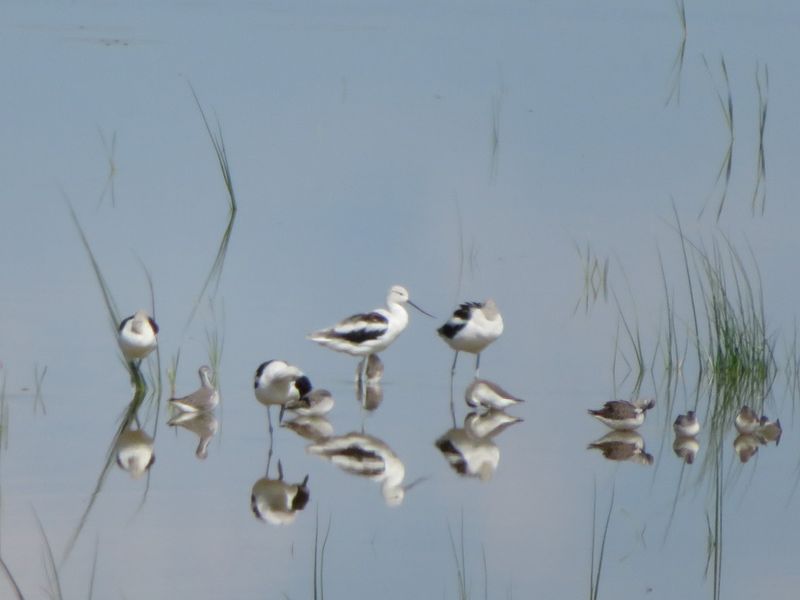 A Birding List That Keeps Growing