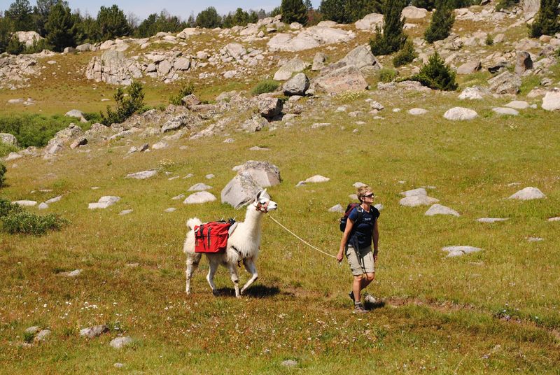 Meet The Ccara Pack Llama
