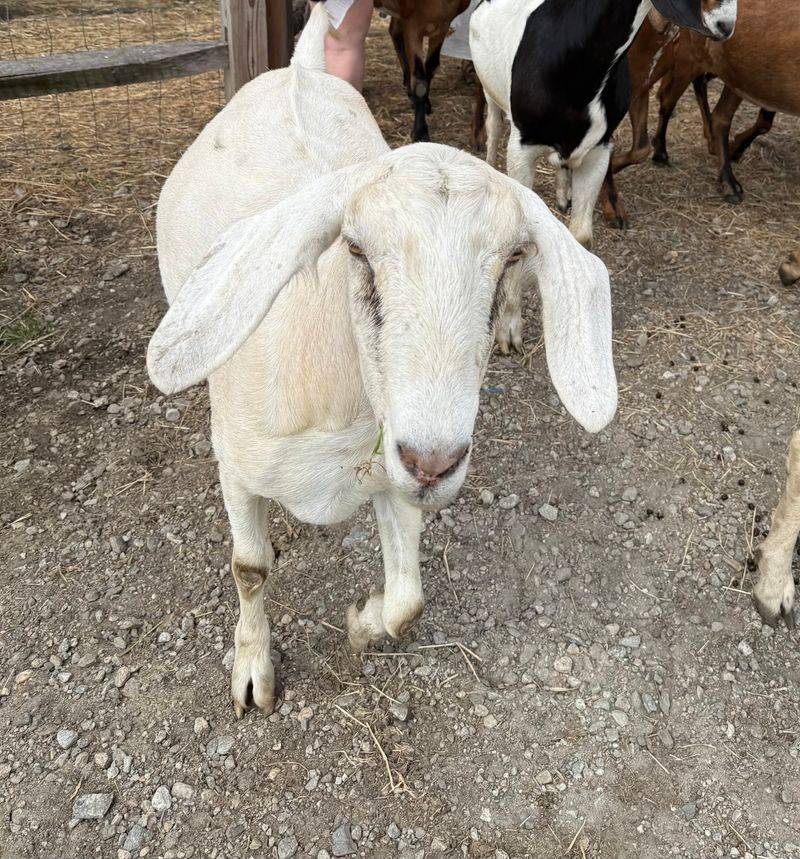 Volunteer Guides Share Each Animal's Story