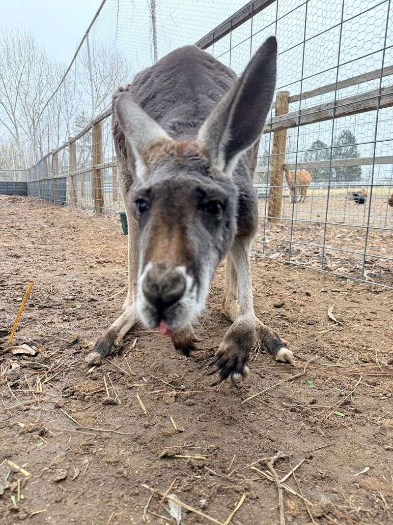 This Idaho Farm Lets You Get Up Close With Kangaroos, Highland Cows And More Than 300 Animals - Decor Hint Special Kangaroo Encounters Let Visitors Feed The Marsupials By Hand