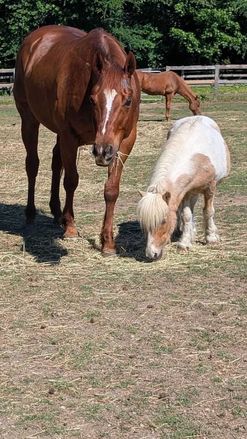 You Can Trade The City For Horses And Open Space Without Driving Far