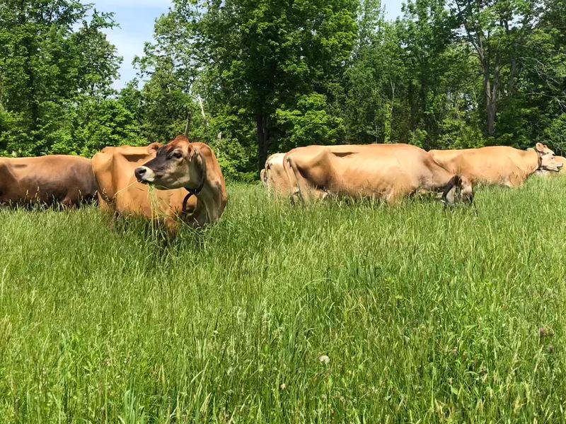 Organic Farming Shapes Everything Produced Here