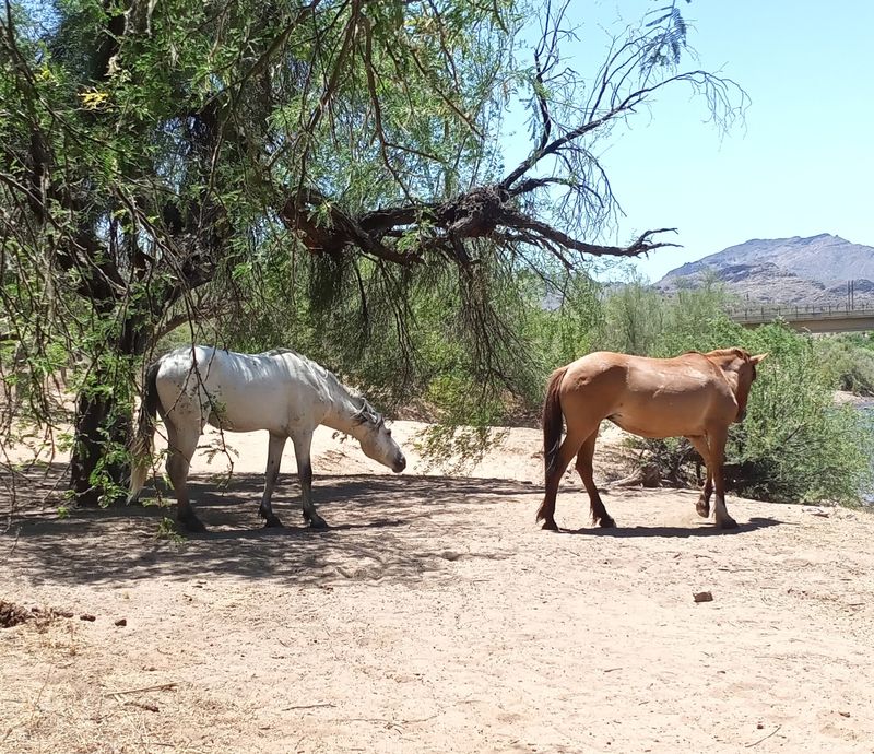 A Herd Saved by Its Fans