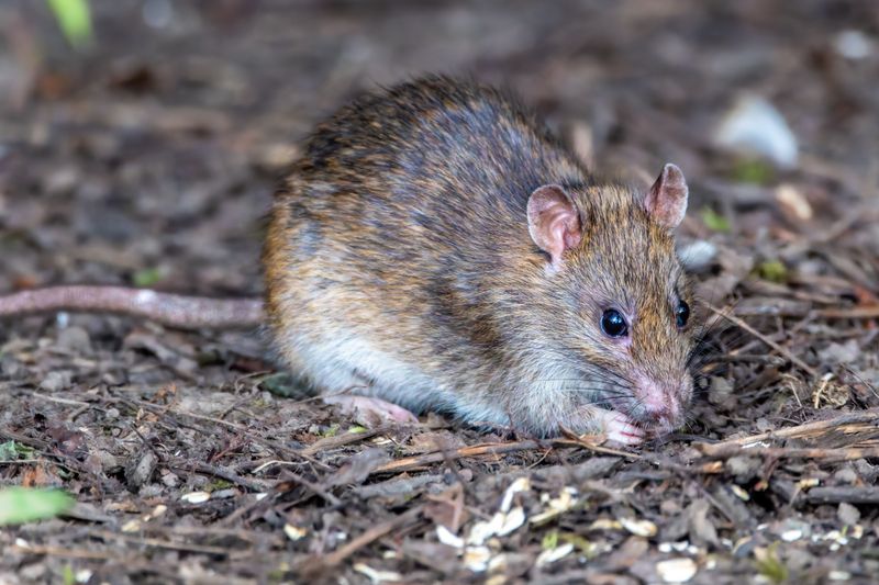 Rodents Are Moving Indoors And Snakes Follow