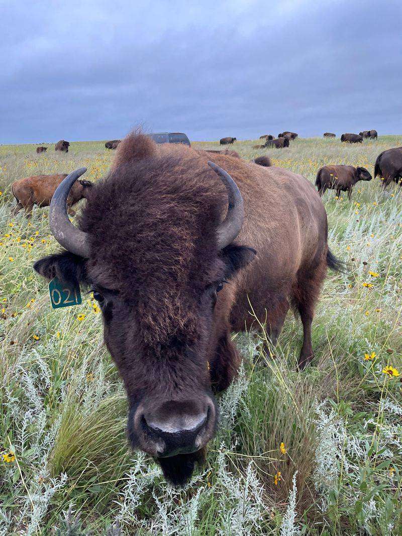 Jerky, Burgers, and Quarter-Bison Orders