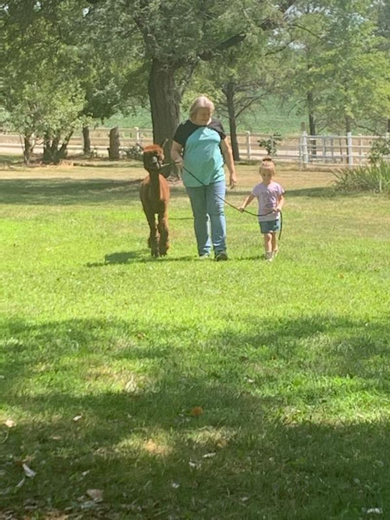 Taking an Alpaca for a Walk
