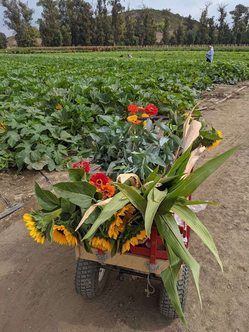 Pick Your Own Fields Go Beyond The Pumpkin Patch