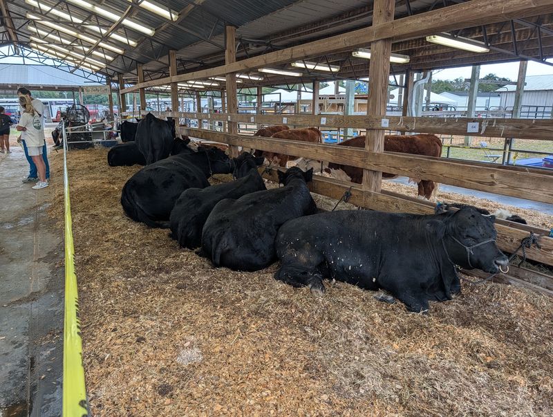 Steers, Sheep, and Serious Kids