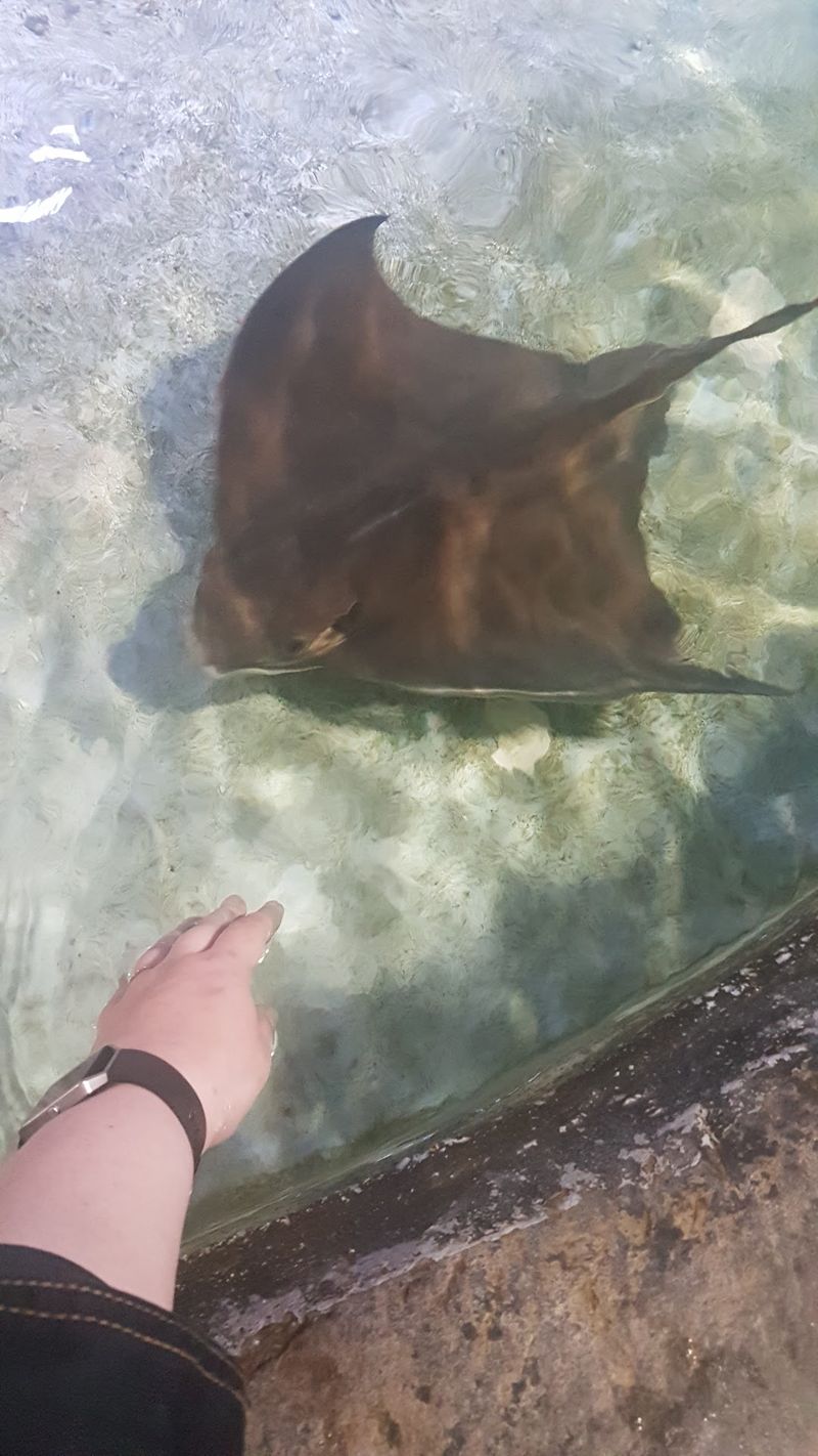 Get Close To Sharks And Rays In Hands-On Displays