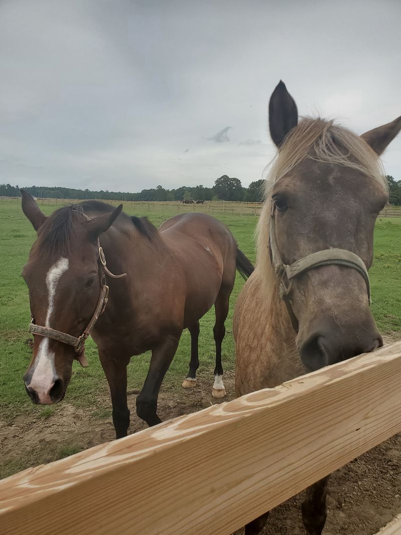 See The Quarter Horses Raised And Trained On The Farm