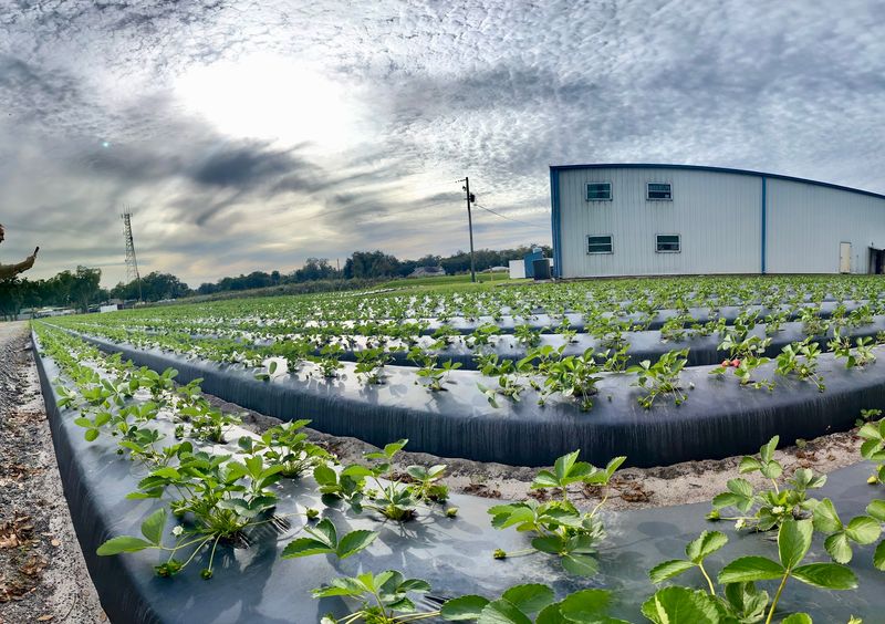 A Family Farm Rooted in Plant City Soil
