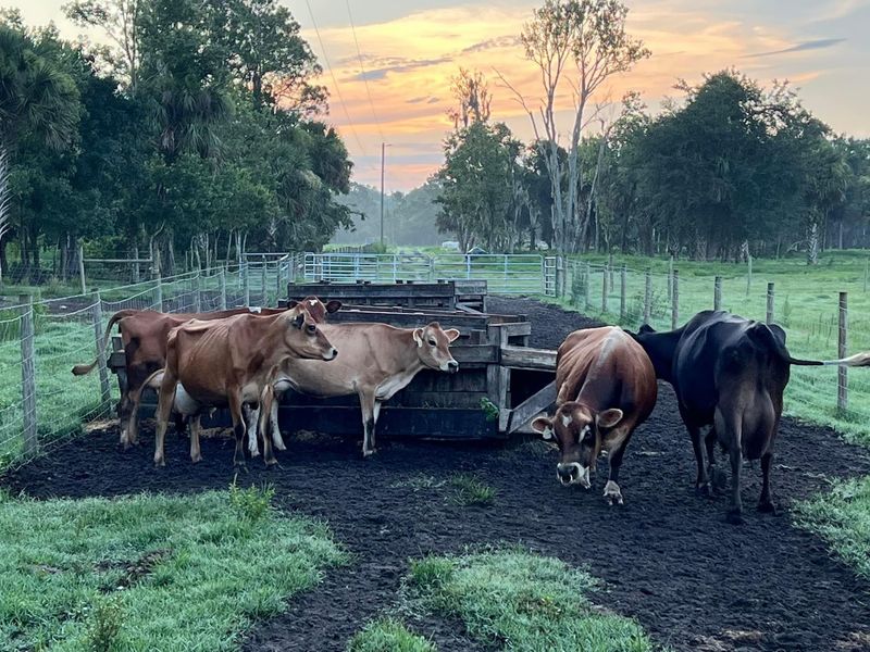 Florida's Grass-Grazed Dairy Farm In New Smyrna Beach Sells Its Own Bottled Milk And Farm Cheese On Site - Decor Hint A Herd of Miniature Jerseys