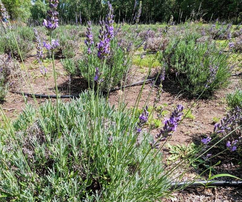 No Pesticides, Drip Lines, and Native Plantings