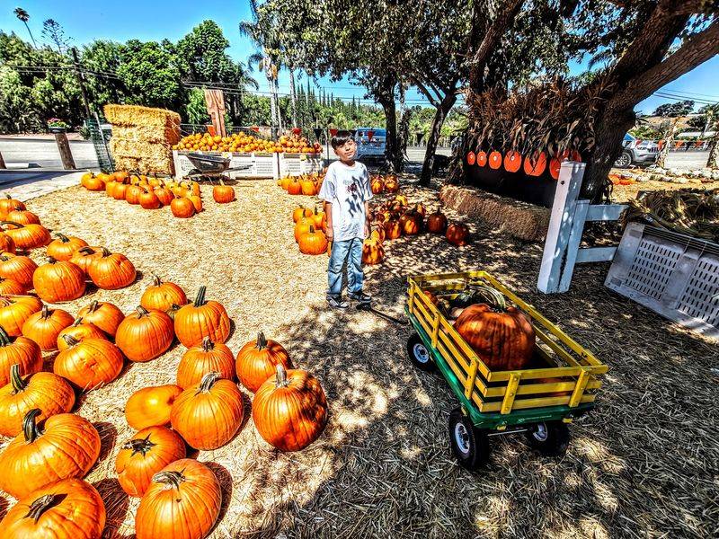 Wagon Rides, Corn Mazes, And Play Areas Covered By Admission