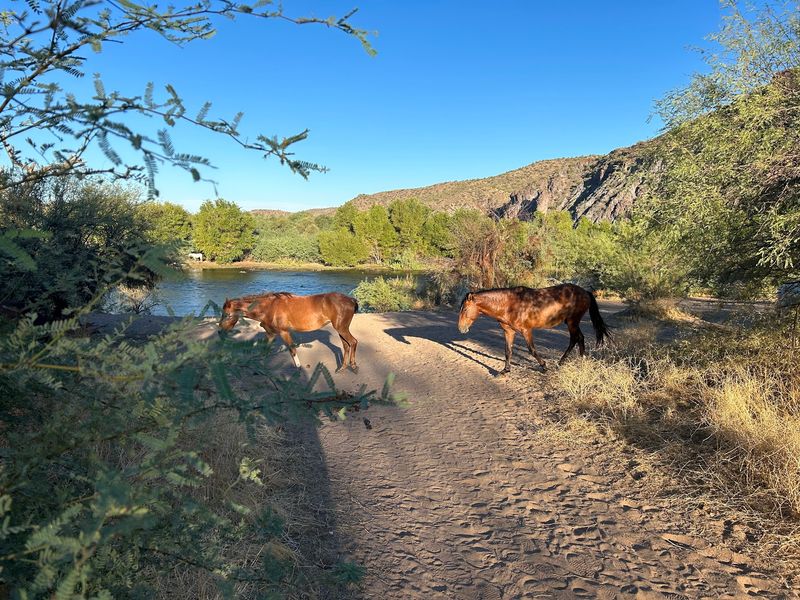 Timing Your Horse-Spotting Mission