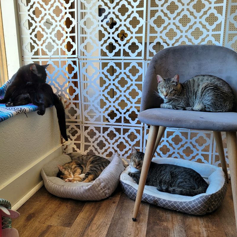 Meet The Whiskered Residents