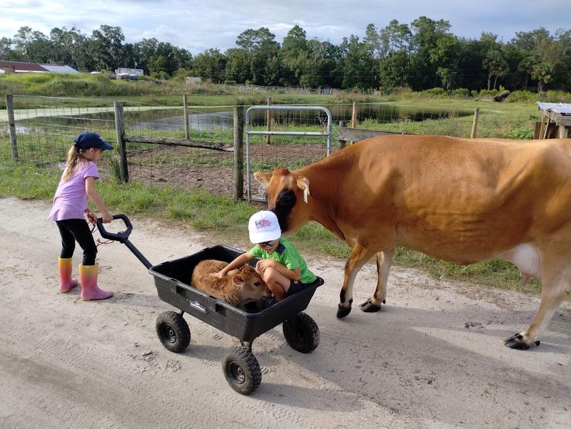 Florida's Grass-Grazed Dairy Farm In New Smyrna Beach Sells Its Own Bottled Milk And Farm Cheese On Site - Decor Hint First Impressions Off Glencoe Road