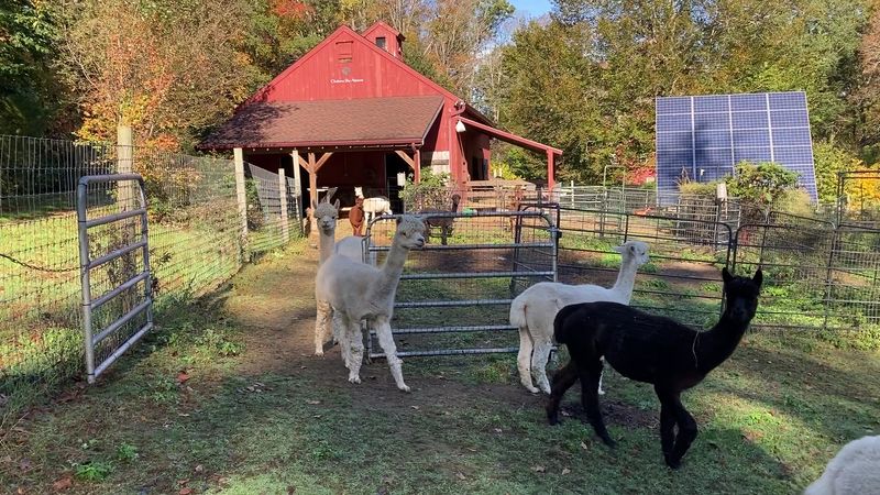 Turkey Hill Road Leads To The Herd