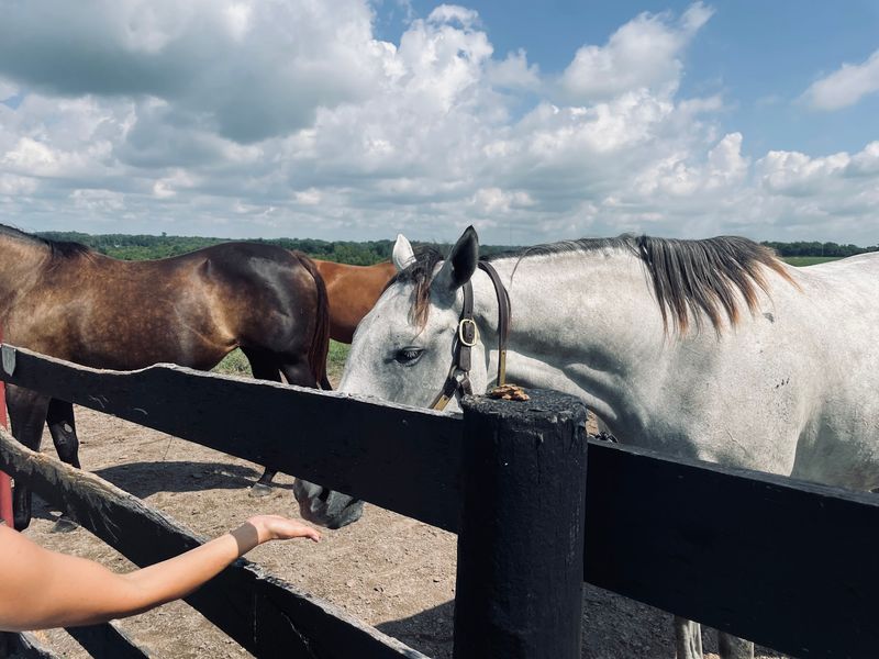 This Kentucky Farm Lets You Spend An Afternoon Grooming Horses In The Heart Of Bluegrass Country - Decor Hint Peppermints Are The Secret Handshake