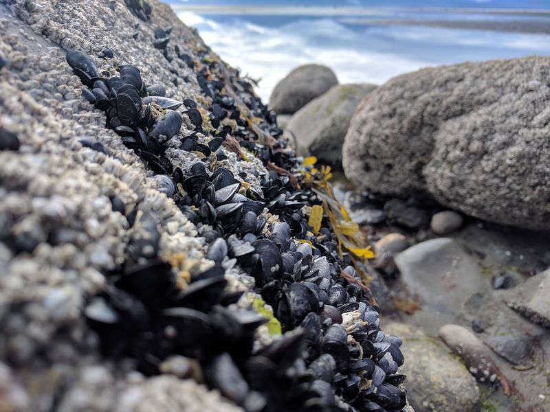Most Visitors Avoid This Alaska Beach In Fall, But Locals Know It's Perfect For Tidepooling - Decor Hint Leave Pools Undisturbed
