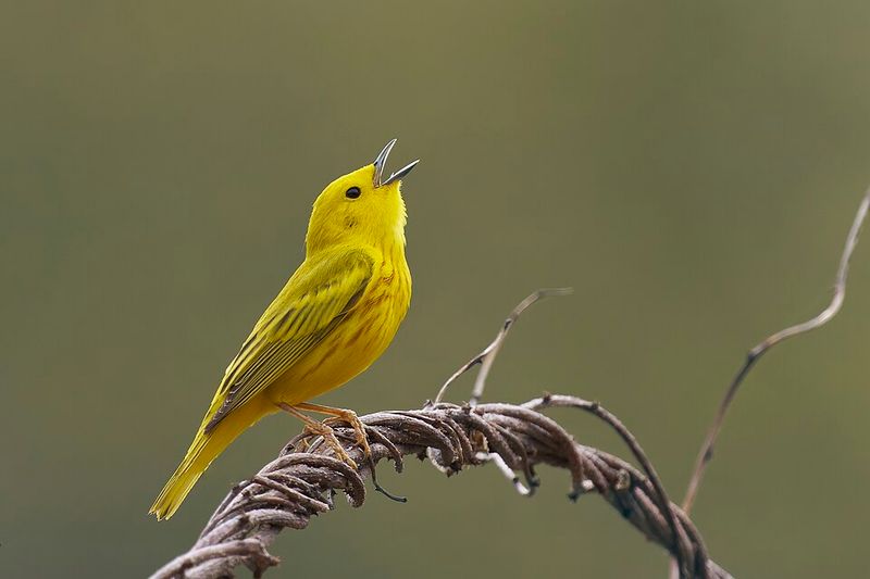 This North Carolina Mountain Park Comes Alive With Migrating Songbirds Every September - Decor Hint Early September Can Bring Two Especially Sought-After Warblers Through The Trees