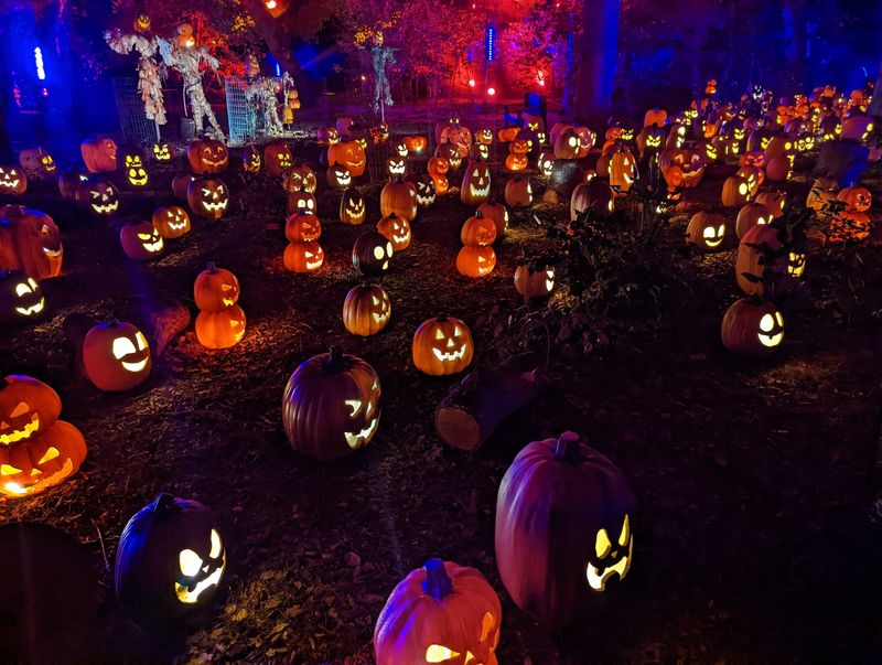 Oversized Gourds That Steal Attention