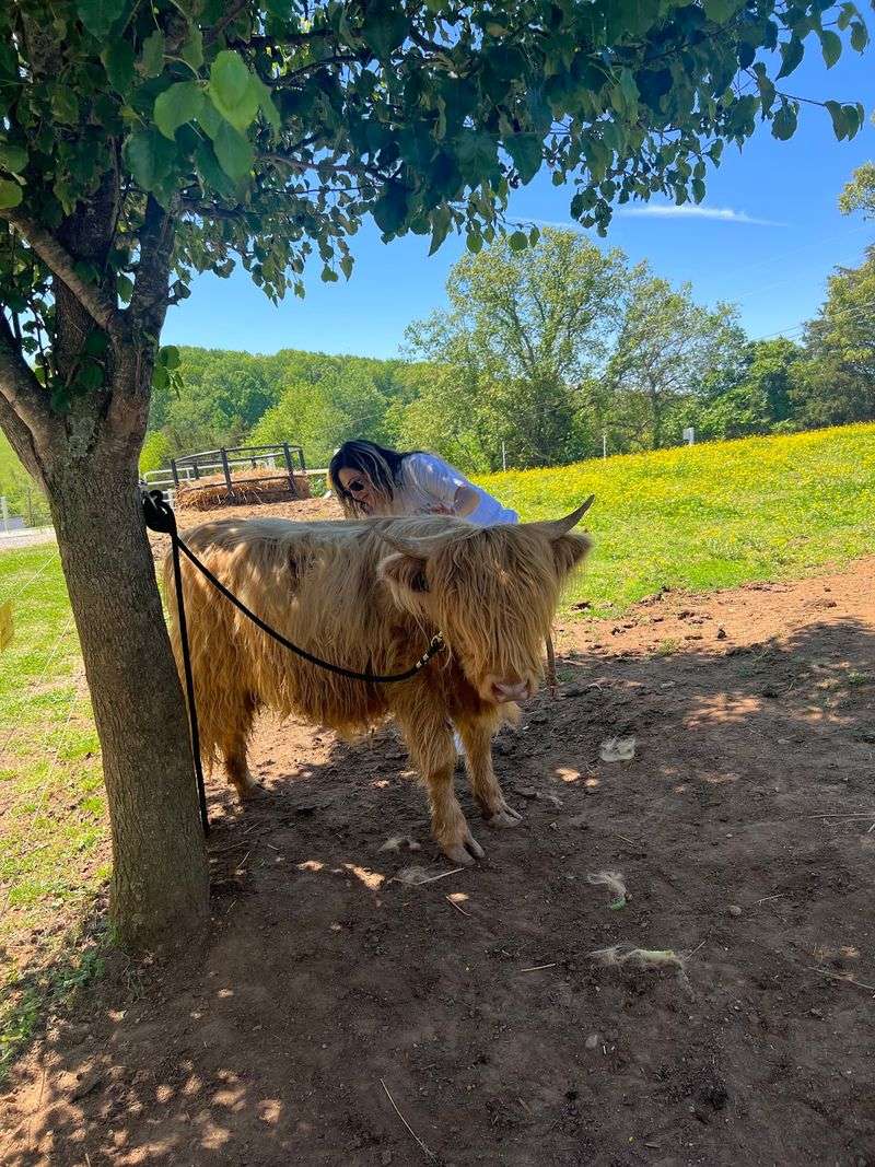 Choosing Your Cow Encounter