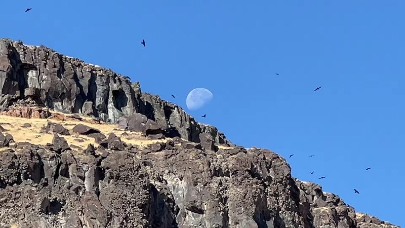 An Idaho Riverfront Trail Leads You To Ancient Petroglyphs On Volcanic Rock - Decor Hint Raptors, Pheasants, And River Swimmers