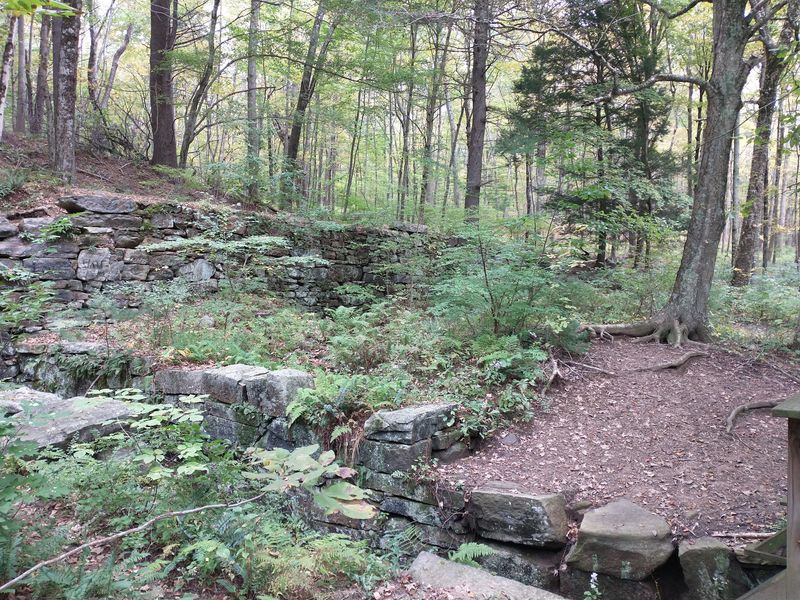 Crumbling Foundations Hide Beneath The Trees