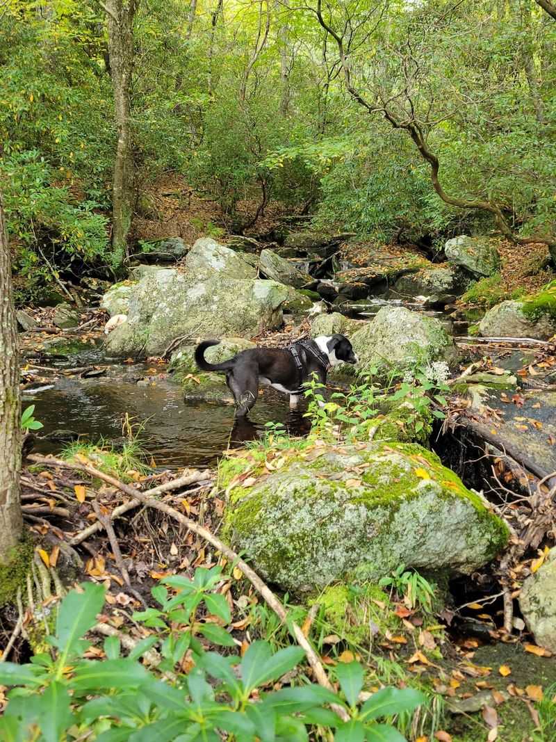 Stone Potholes Add Mystery Below The Falls