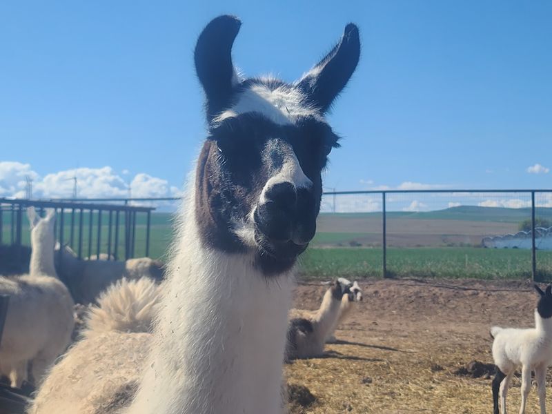 A Llama Ranch East Of Town