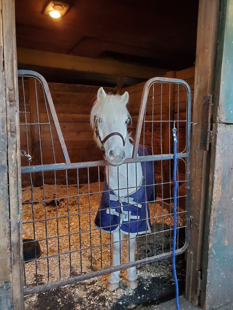 Thirty Stalls Anchor The Working Rescue Farm
