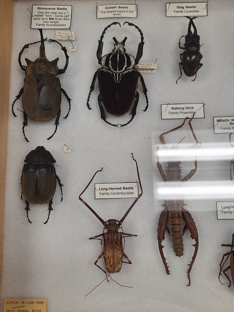 This Free Idaho Museum Is Packed With Fossils, Gemstones And Touch Zones Kids Never Forget - Decor Hint An Entomology Trove From Idaho To Baja California